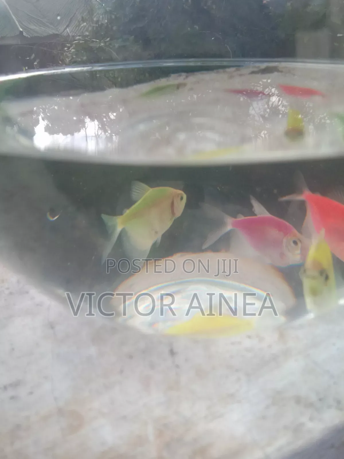 Samaki Wa Mapambo, Aquariums And Petfish
