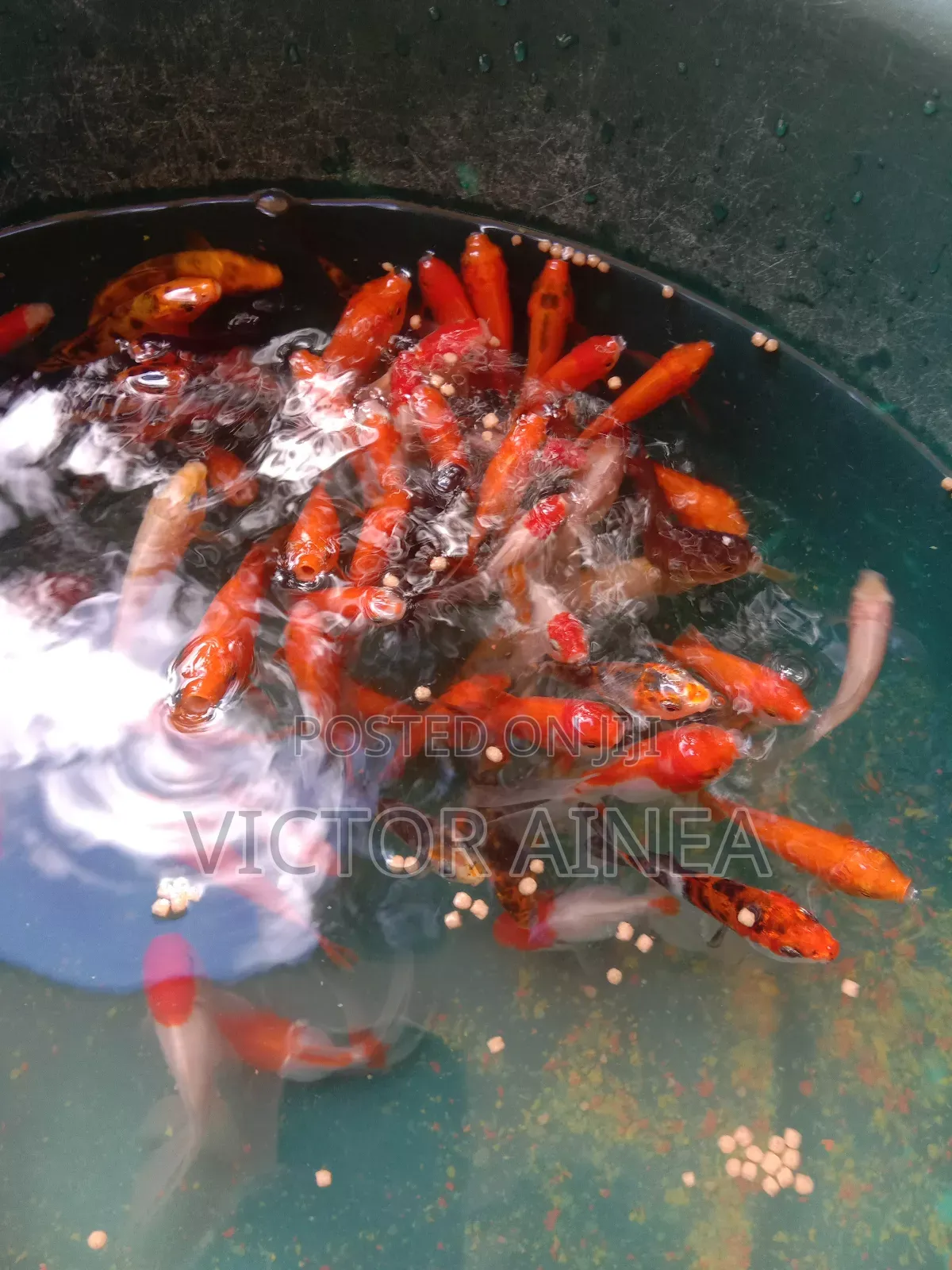 Samaki Wa Mapambo, Aquariums And Petfish