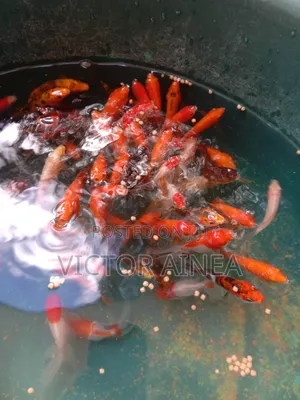 Samaki Wa Mapambo, Aquariums And Petfish