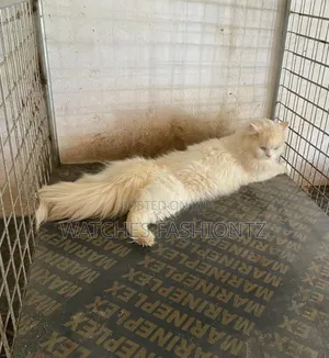 1+ year Male Purebred Persian