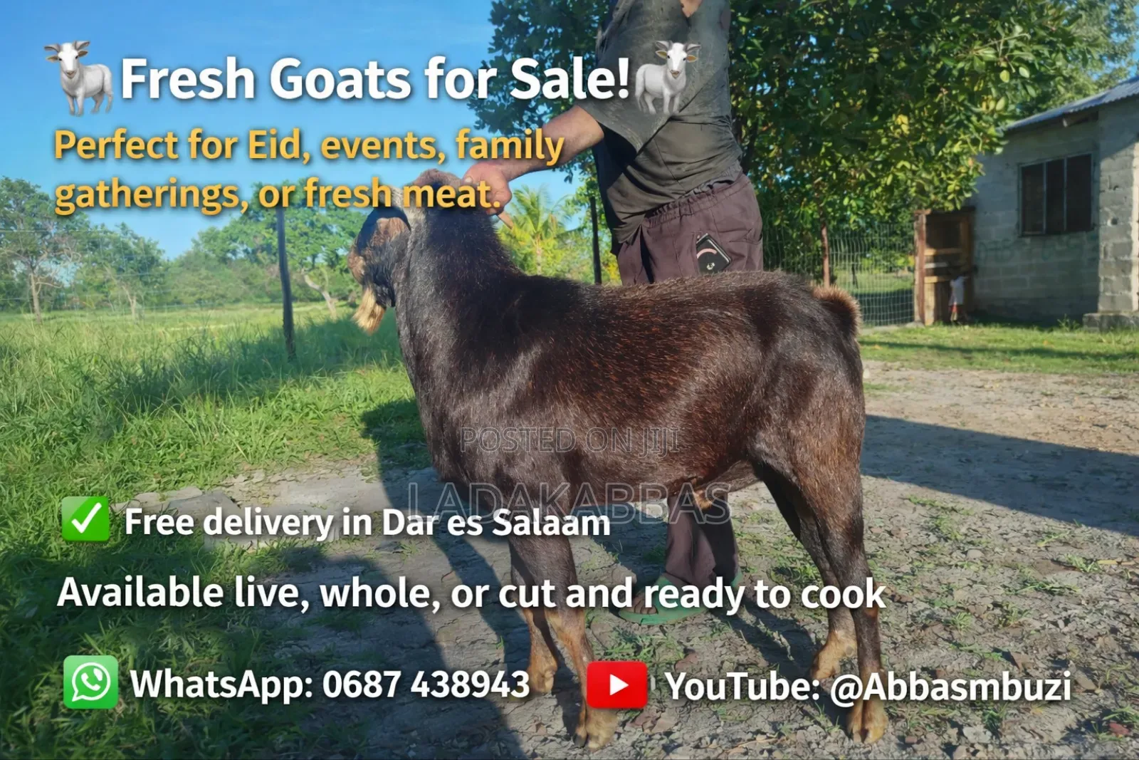Goats for Sales