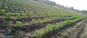 Farm for Sale at Kiwangwa Bagamoyo 184 Acres Along Wami River
