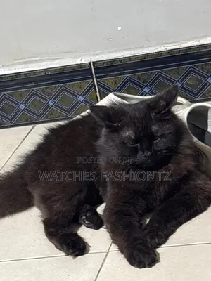 3-6 months Male Purebred Persian