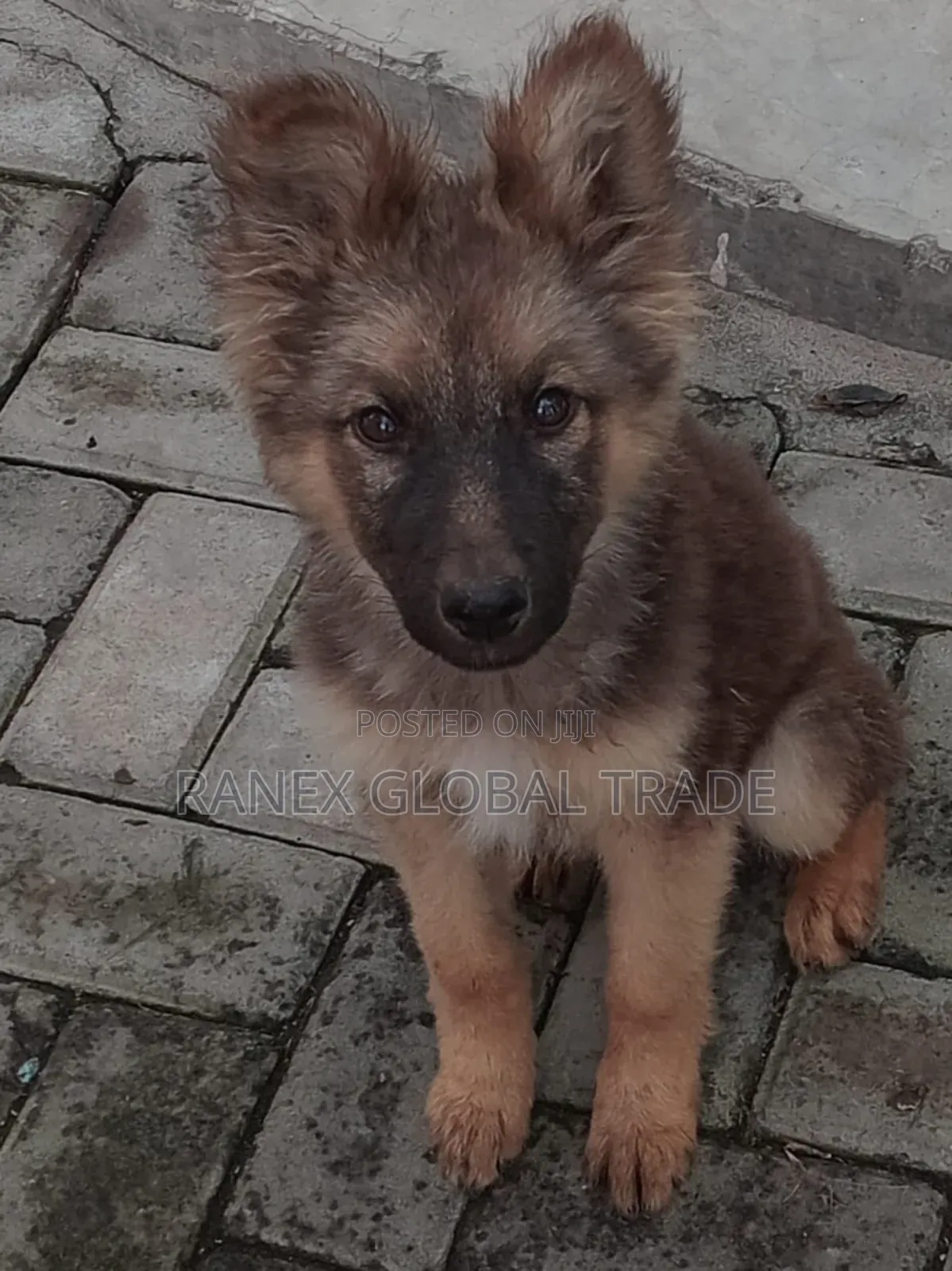German Shepherd