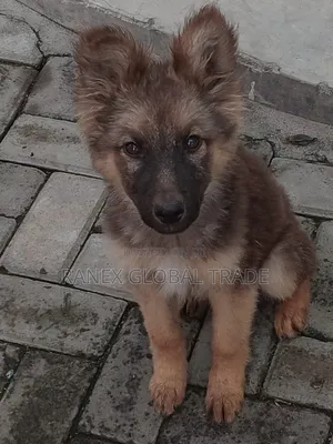 German Shepherd