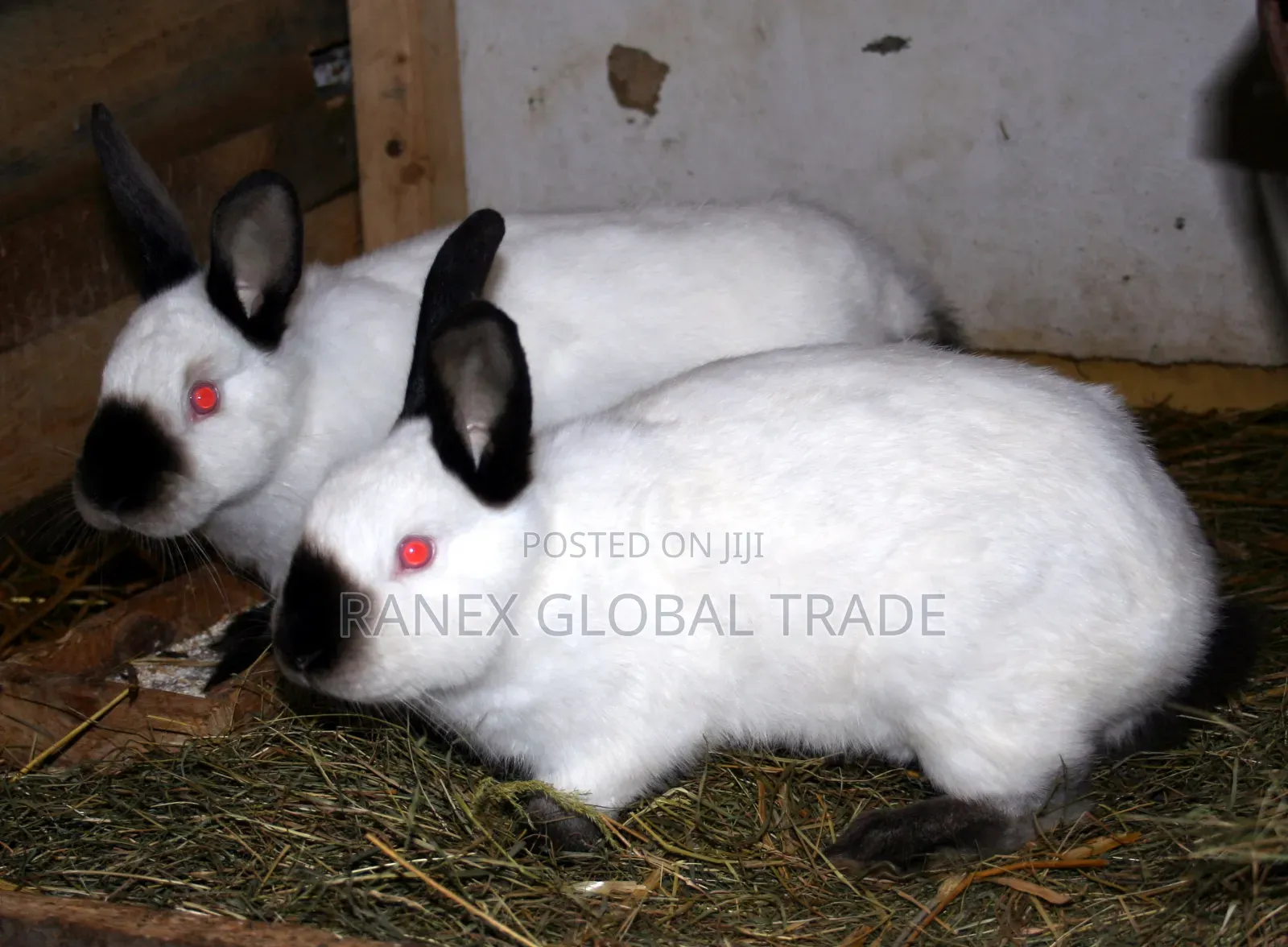 Calfonia Rabbit Breed