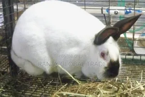 Calfonia Rabbit Breed