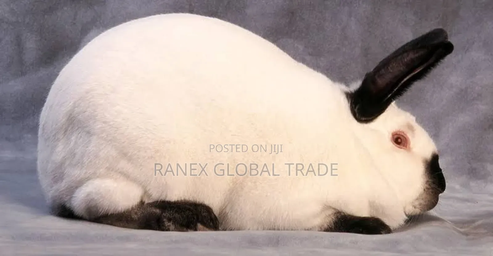 Calfonia Rabbit Breed