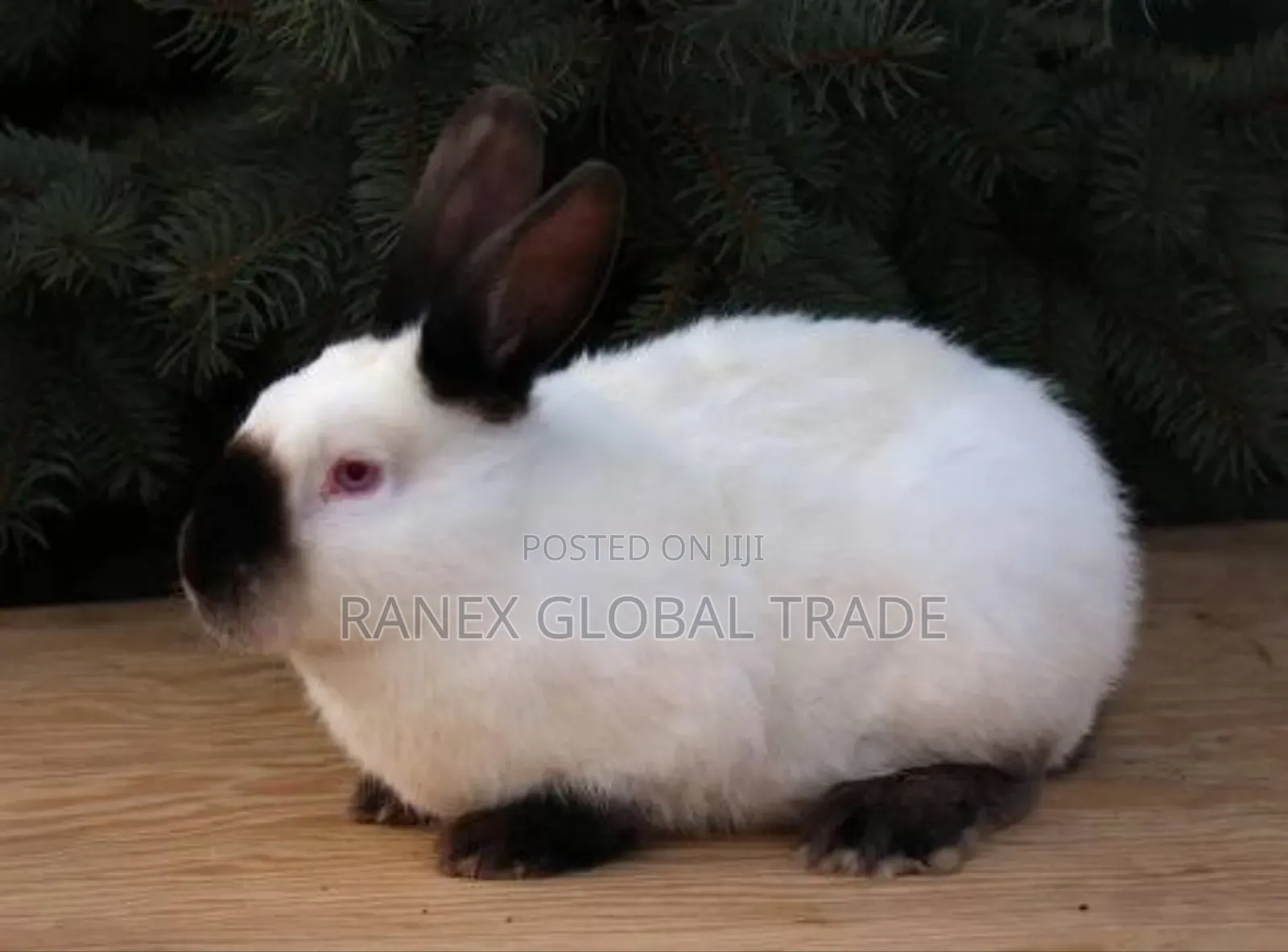 Calfonia Rabbit Breed