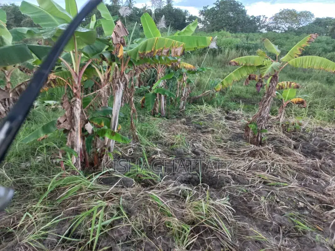 Shamba Linauzwa