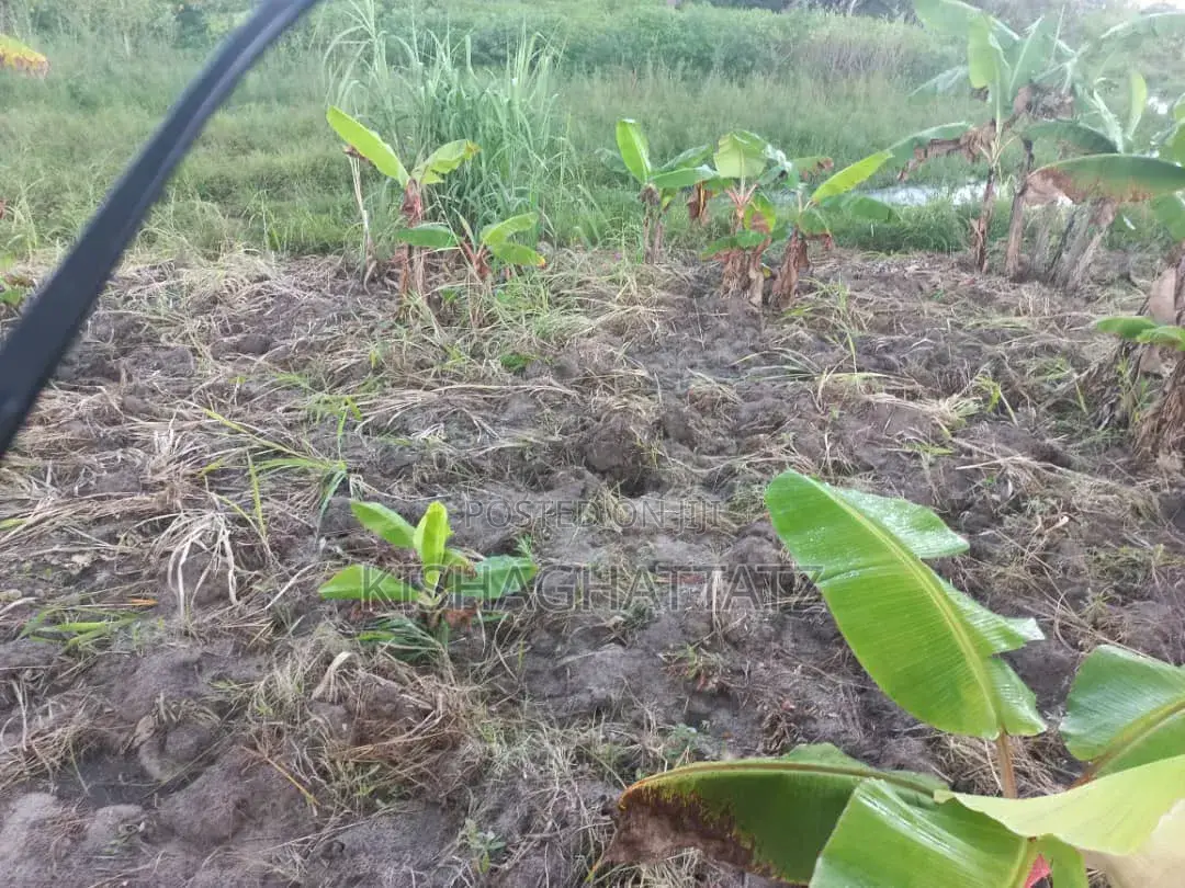 Shamba Linauzwa