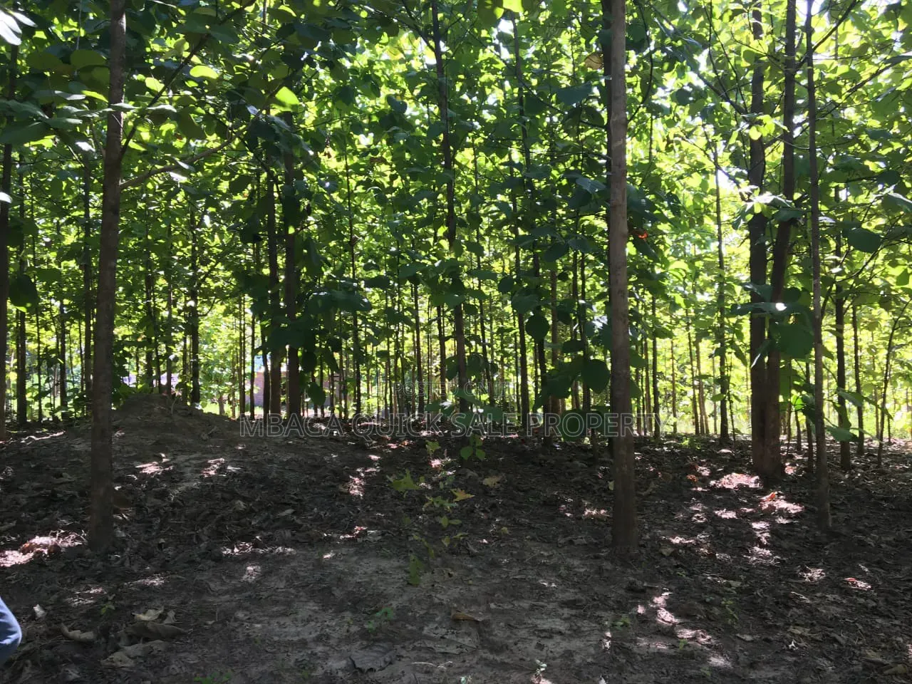 Farm With 374.7 Acres for Sale at Ifakara Mikumi