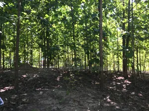 Farm With 374.7 Acres for Sale at Ifakara Mikumi