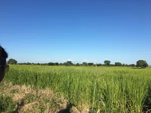 Farm With 374.7 Acres for Sale at Ifakara Mikumi
