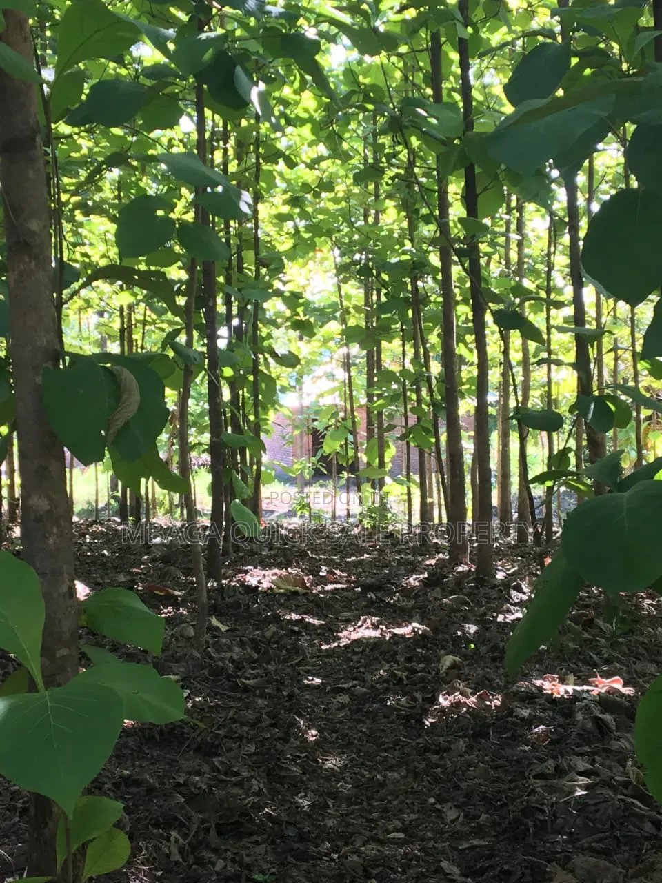 Farm With 374.7 Acres for Sale at Ifakara Mikumi