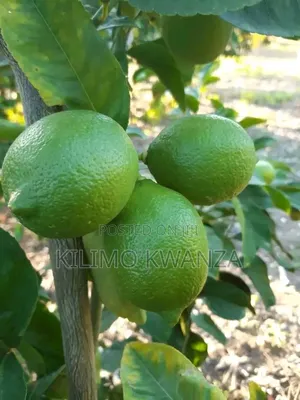 Miche Ya Ndimu Kubwa
