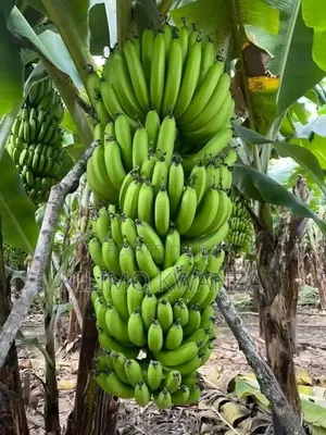 Miche Ya Migomba