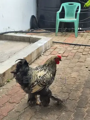 Ornamental Chicken House