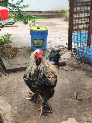 Ornamental Chicken House