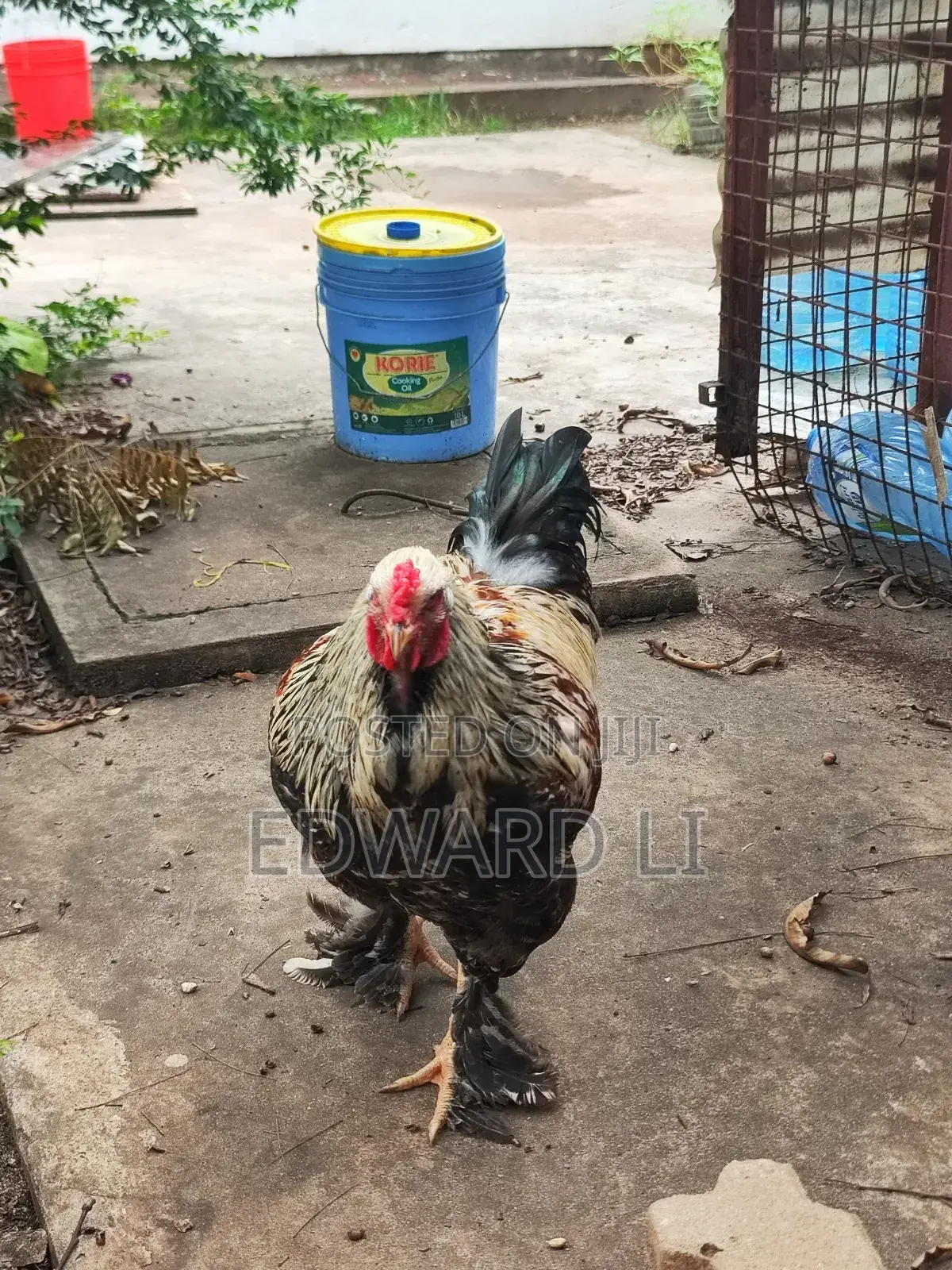Ornamental Chicken House