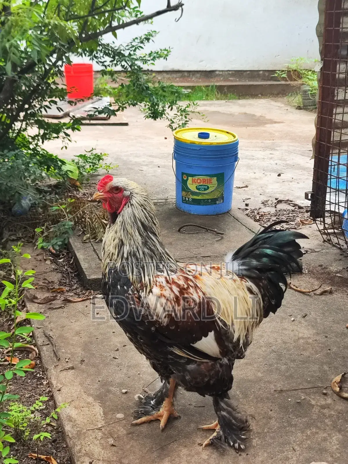 Ornamental Chicken House
