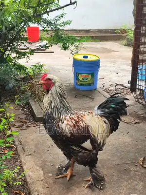 Ornamental Chicken House