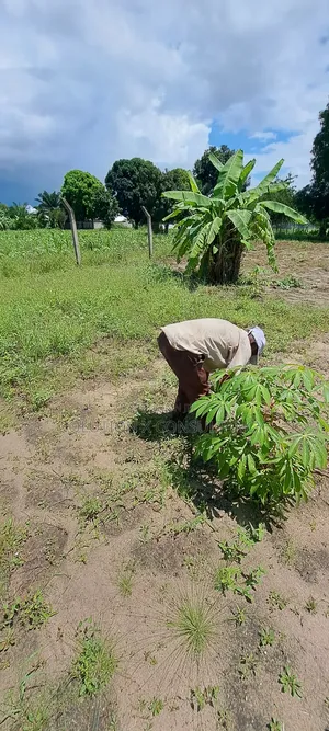 Eneo Linauzwa Kerege Amani - Bagamoyo