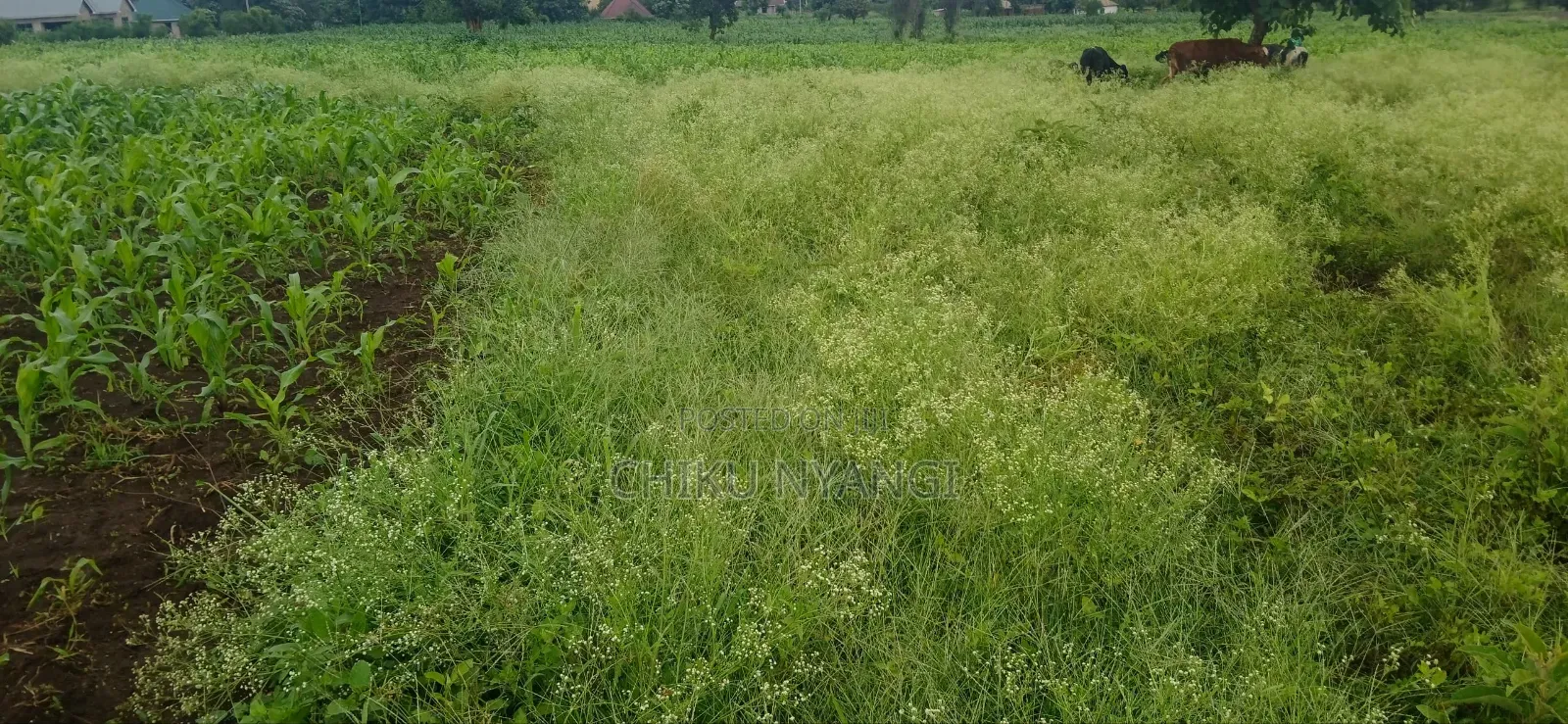 Plot for Sale at Olkerian, Arusha