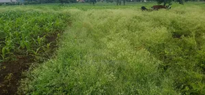 Plot for Sale at Olkerian, Arusha