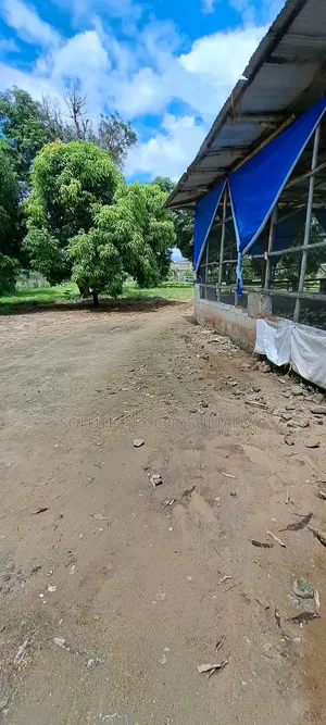 Eneo Linauzwa Kerege Amani Namba Nne