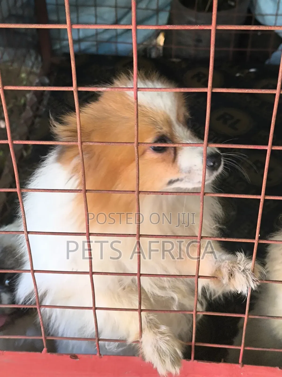 6-12 months Female Purebred Pomeranian