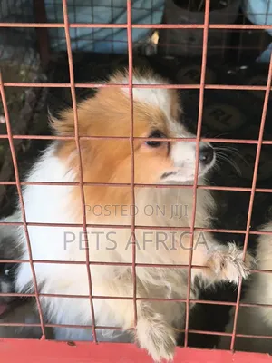 6-12 months Female Purebred Pomeranian