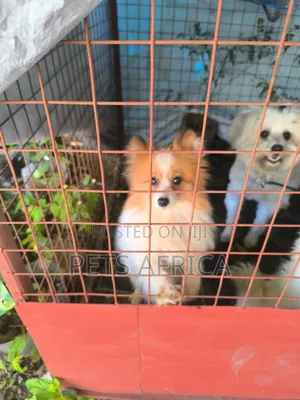 6-12 months Female Purebred Pomeranian