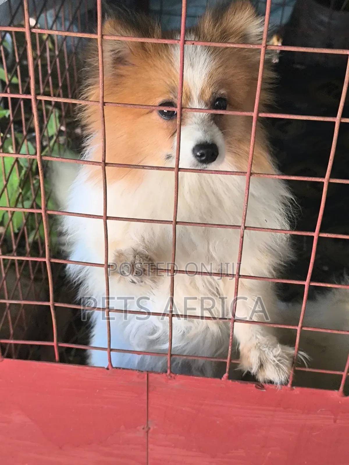 6-12 months Female Purebred Pomeranian