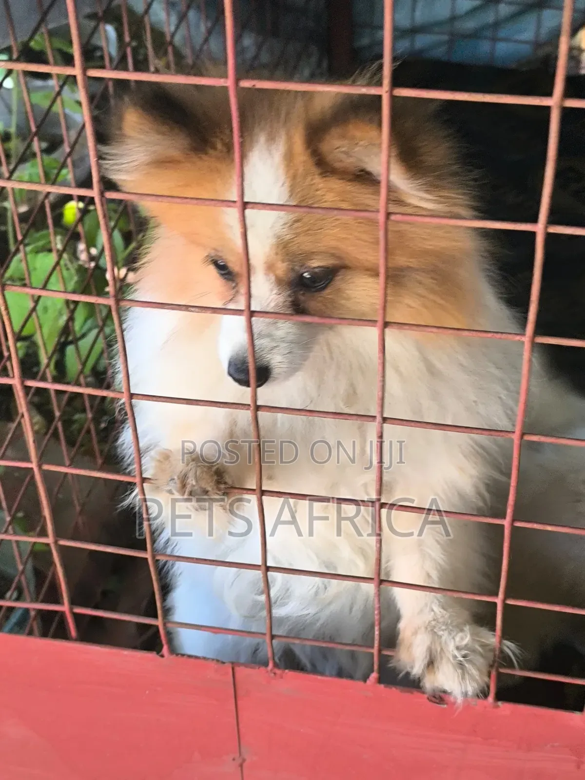 6-12 months Female Purebred Pomeranian