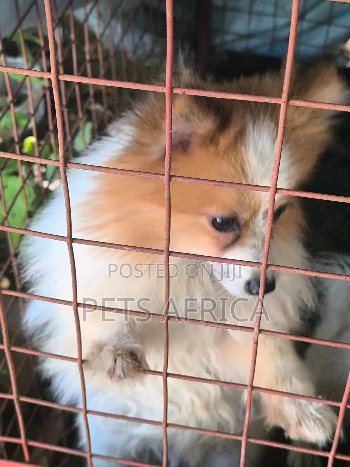 6-12 months Female Purebred Pomeranian