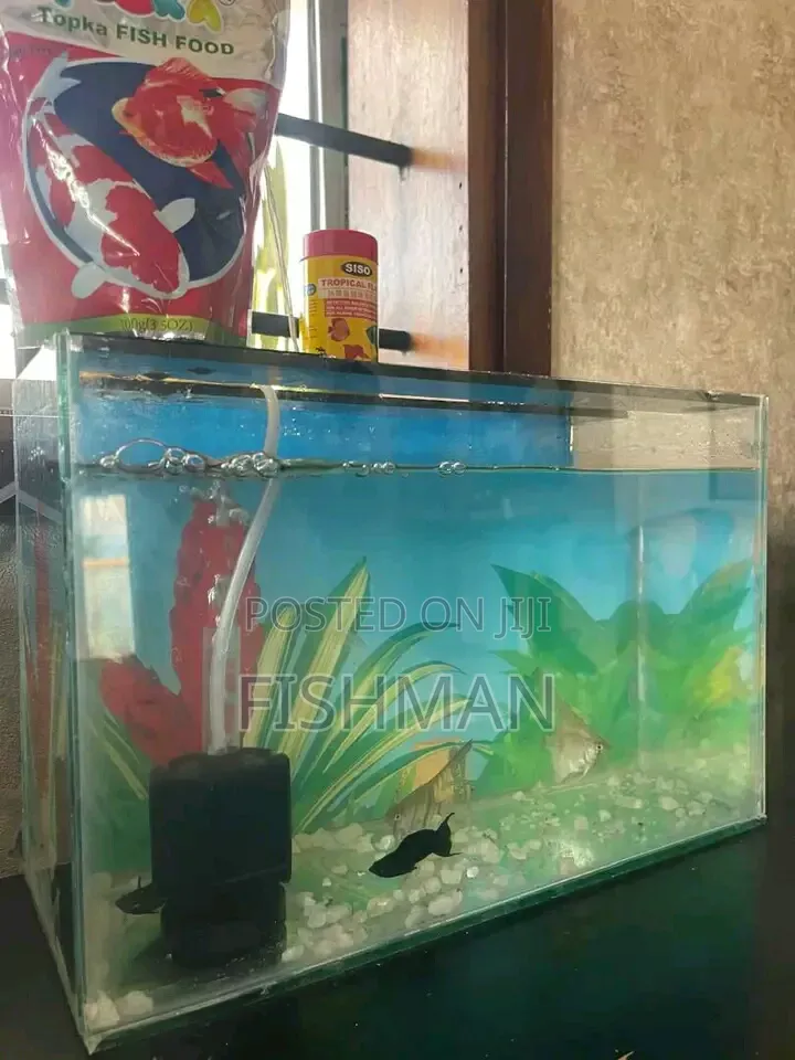Samaki Wa Mapambo