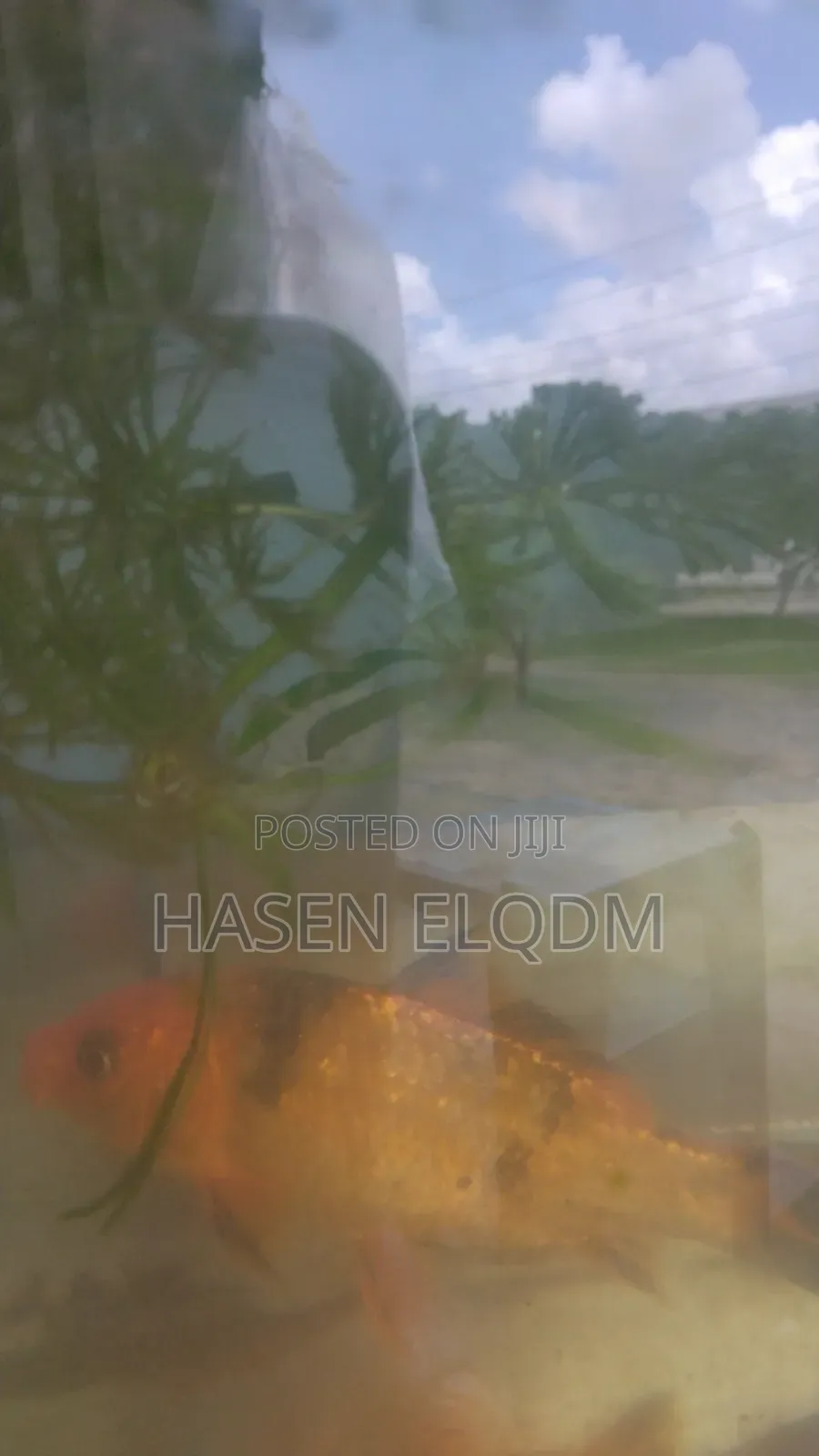 Koi Fish 5inch