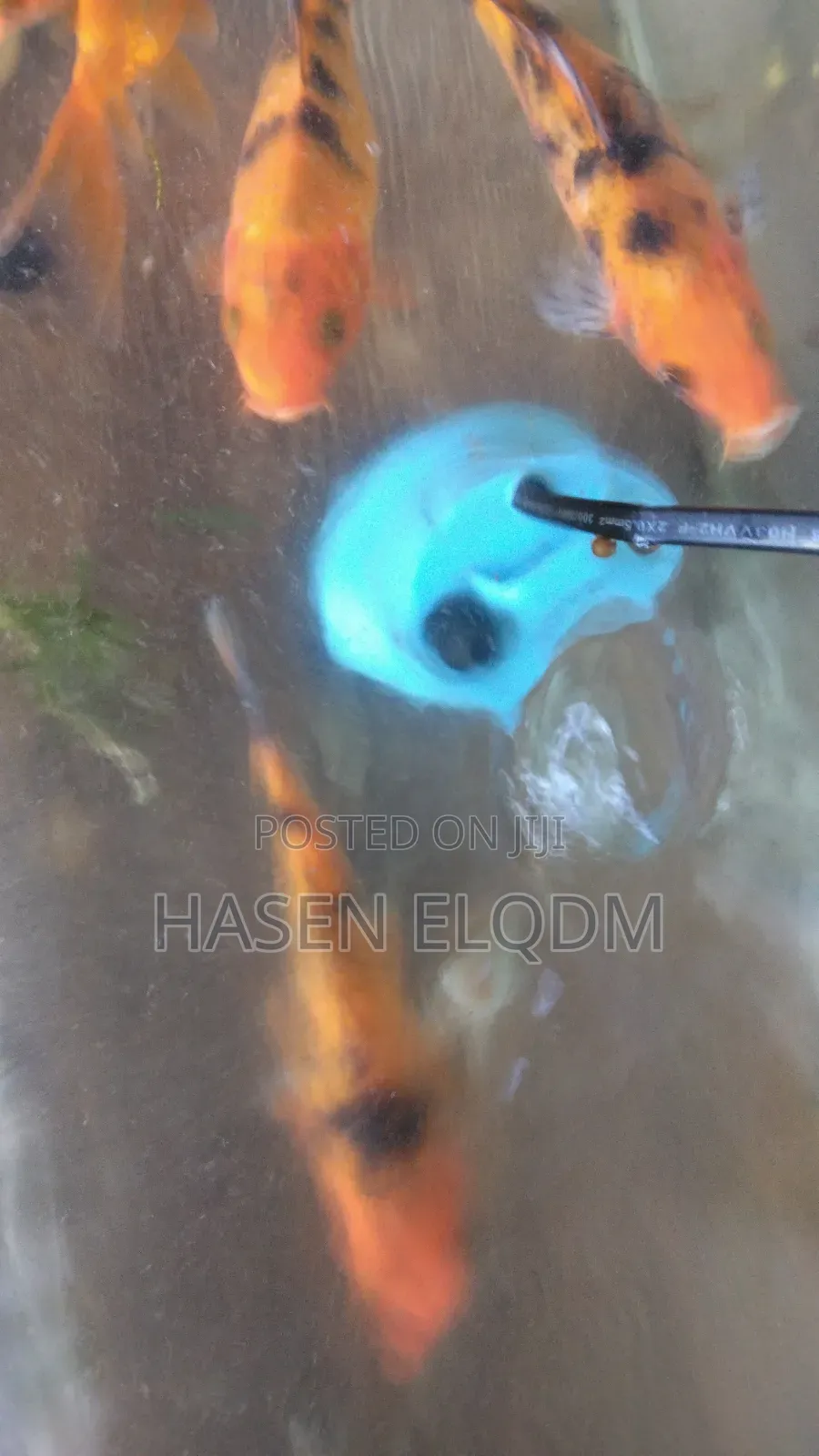 Koi Fish 5inch
