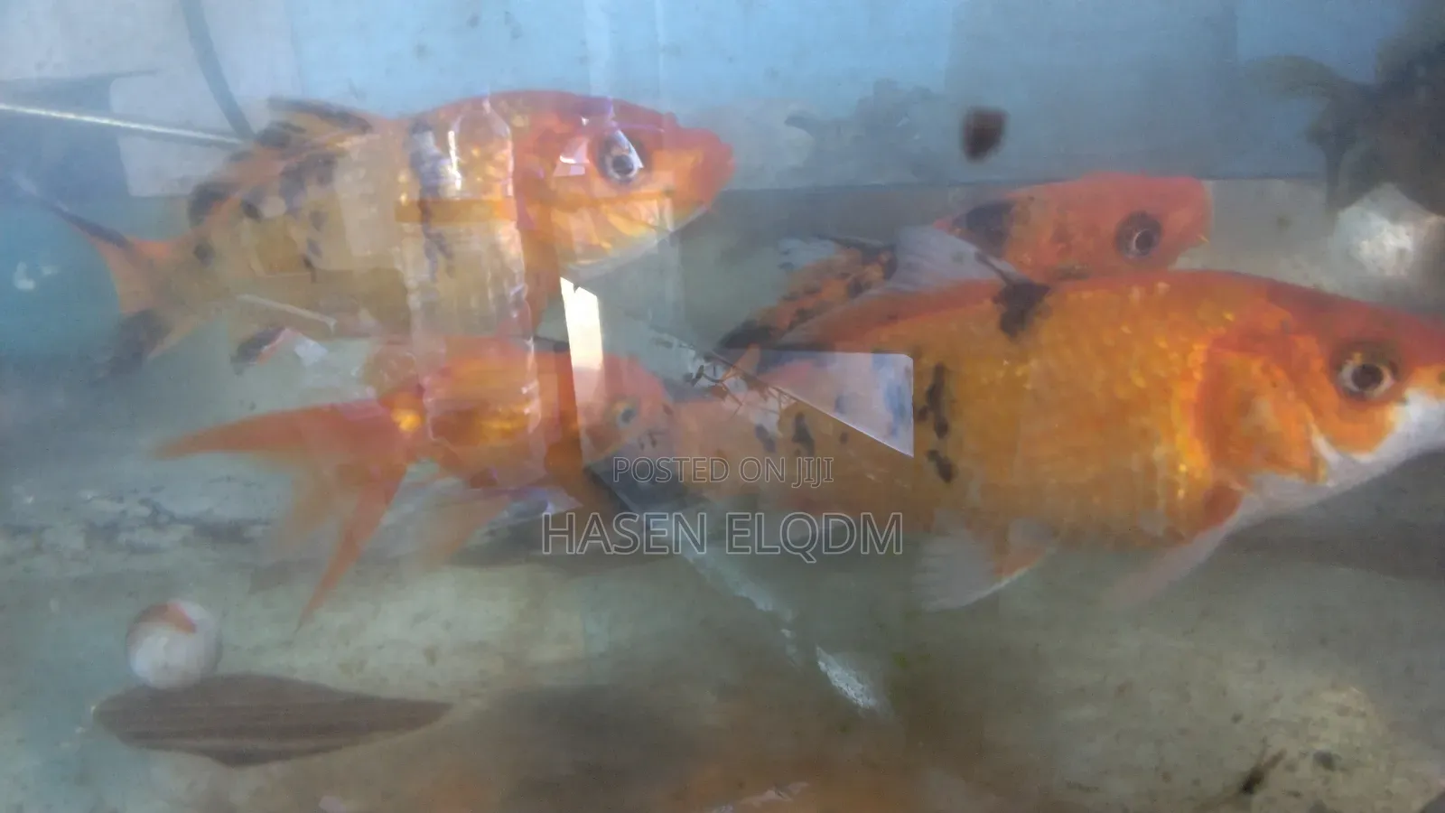 Koi Fish 5inch