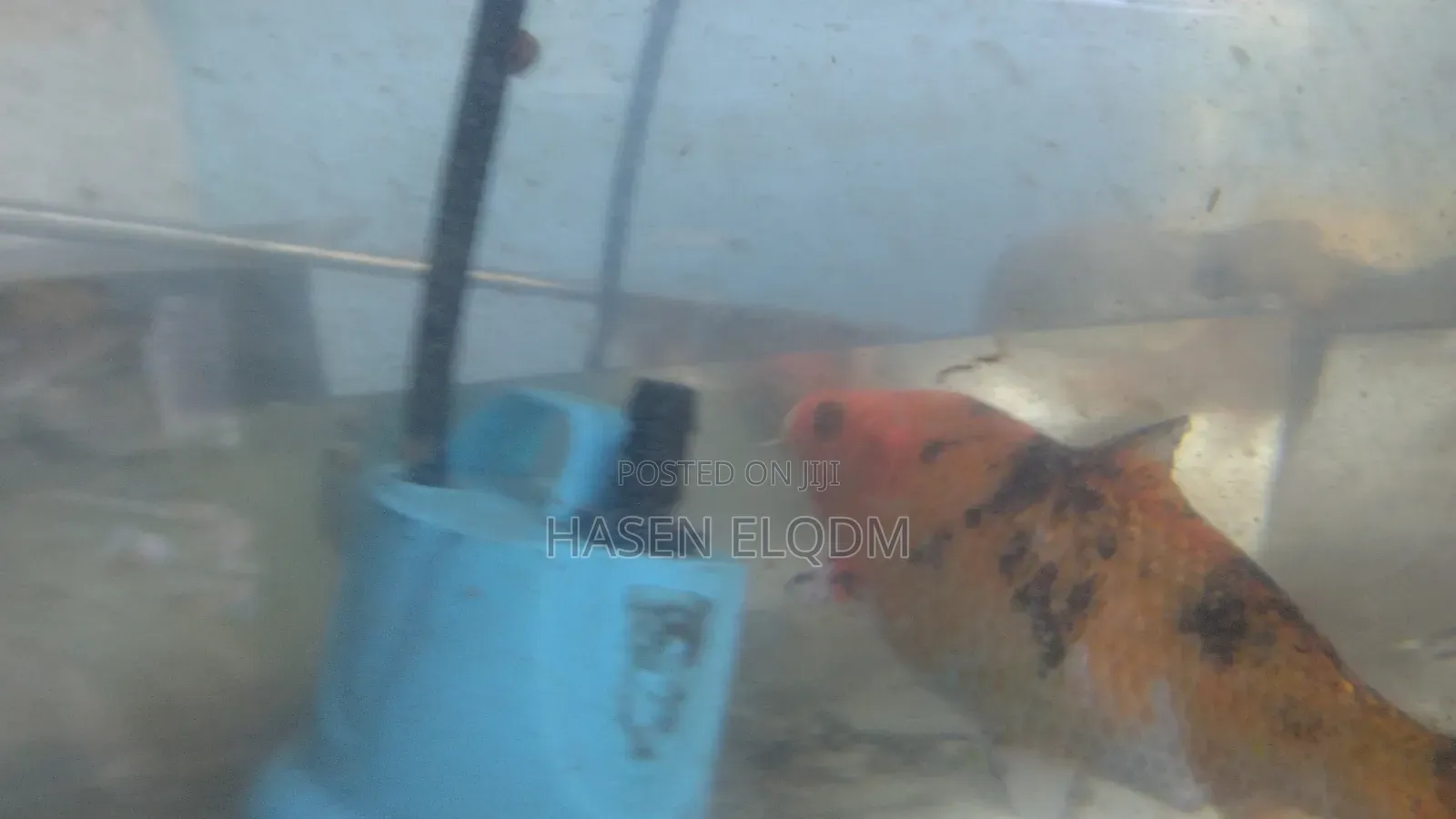 Koi Fish 5inch