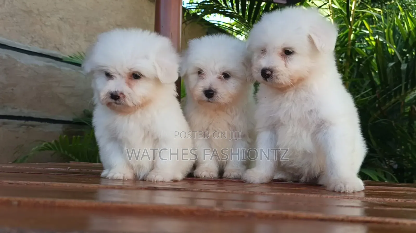 1-3 months Male Purebred Maltese