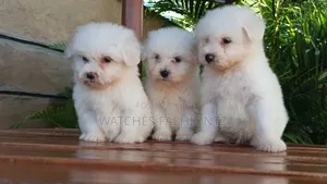 1-3 months Male Purebred Maltese