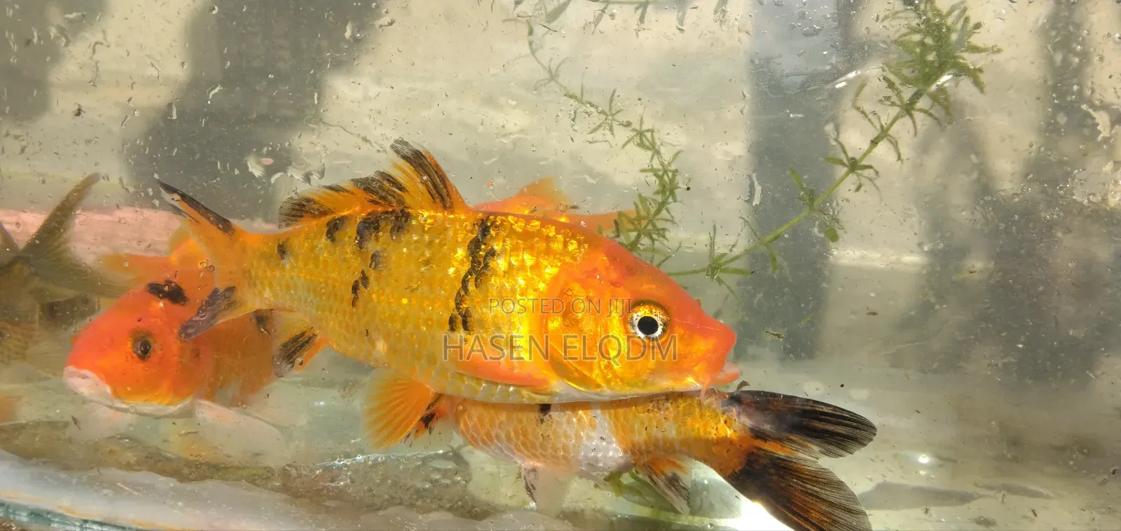 Koi Fish 5inch