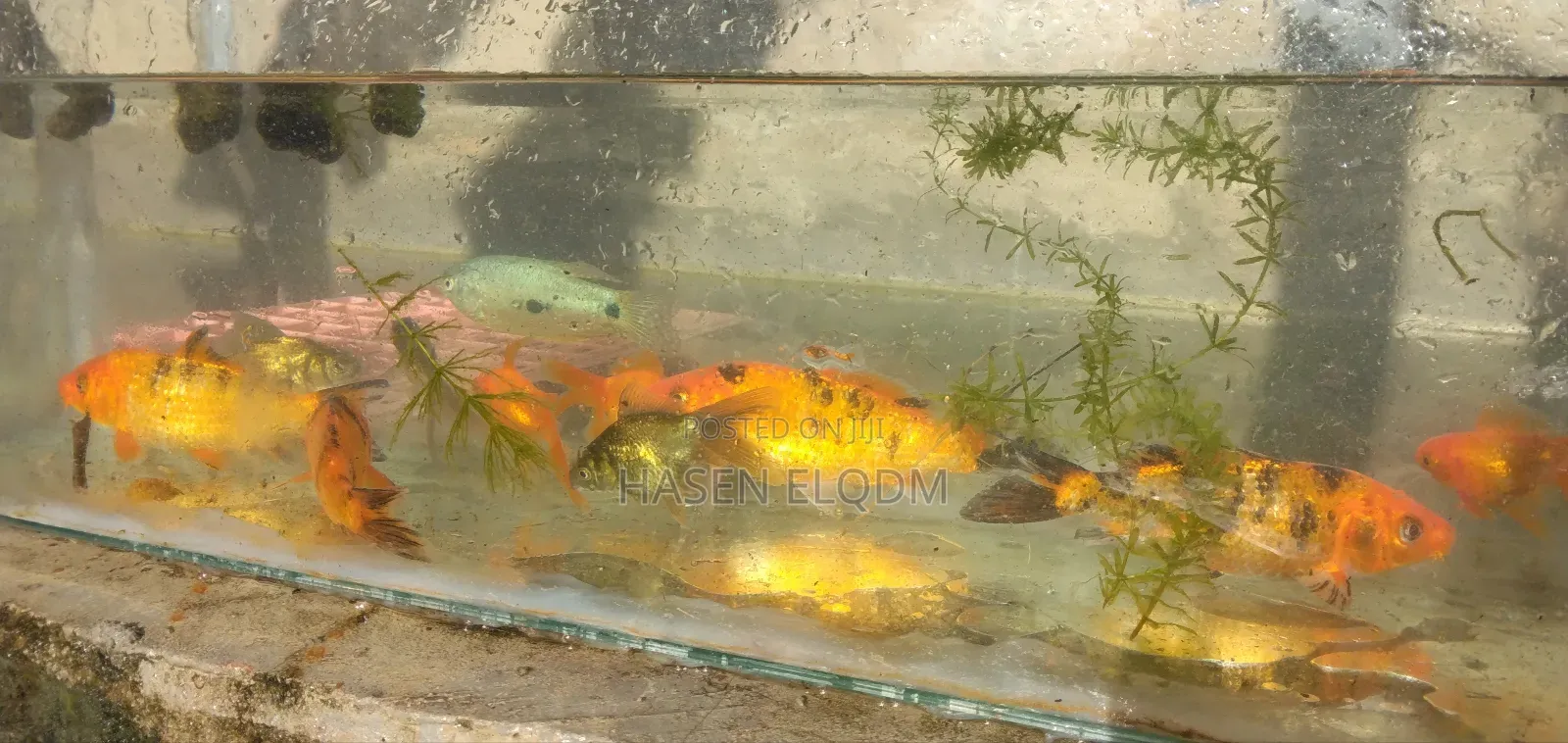 Koi Fish 5inch