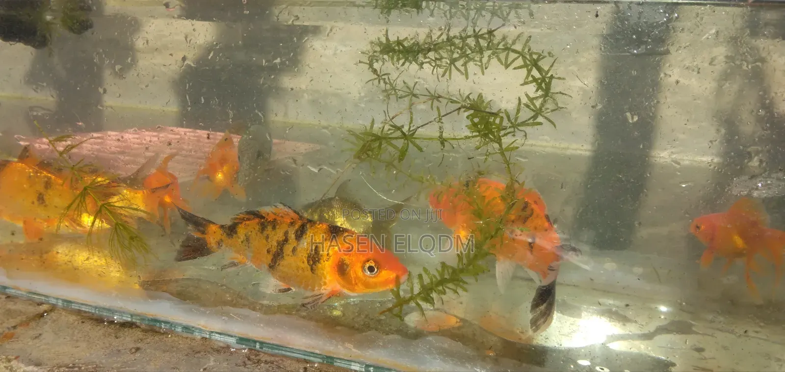 Koi Fish 5inch