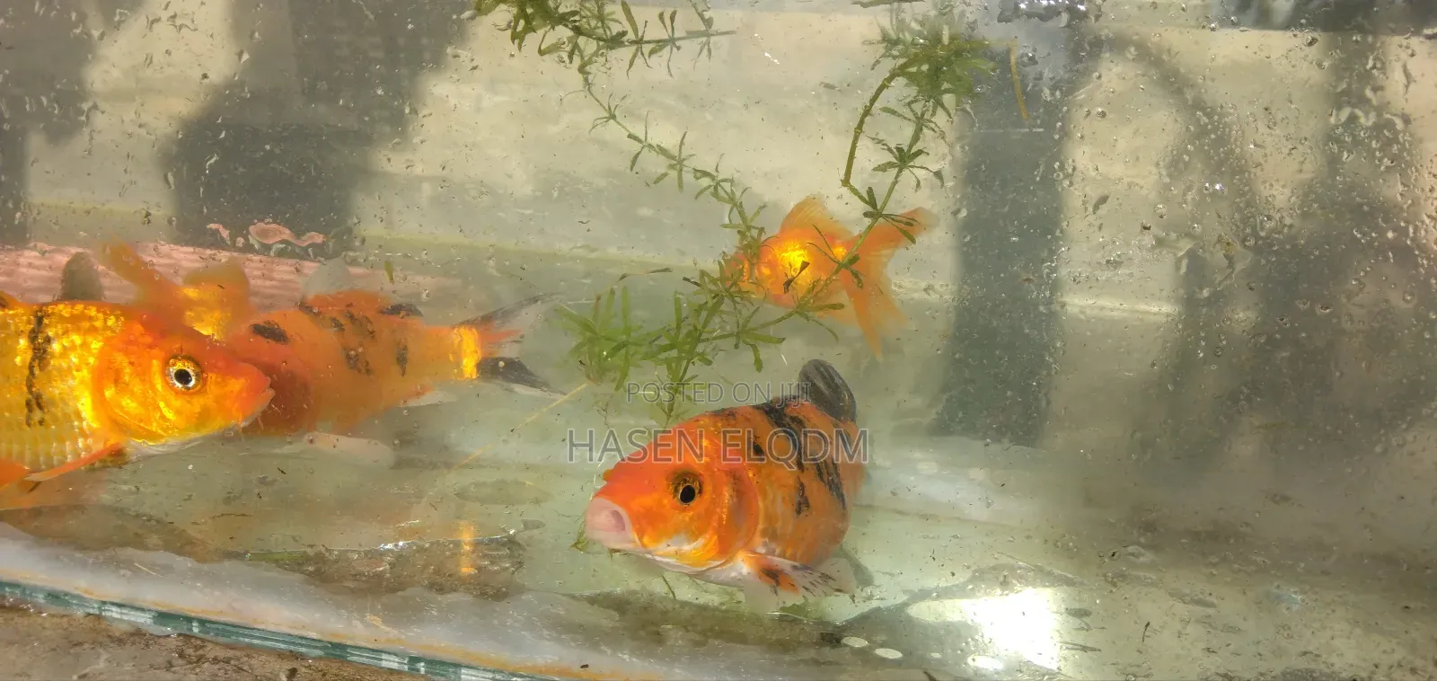 Koi Fish 5inch