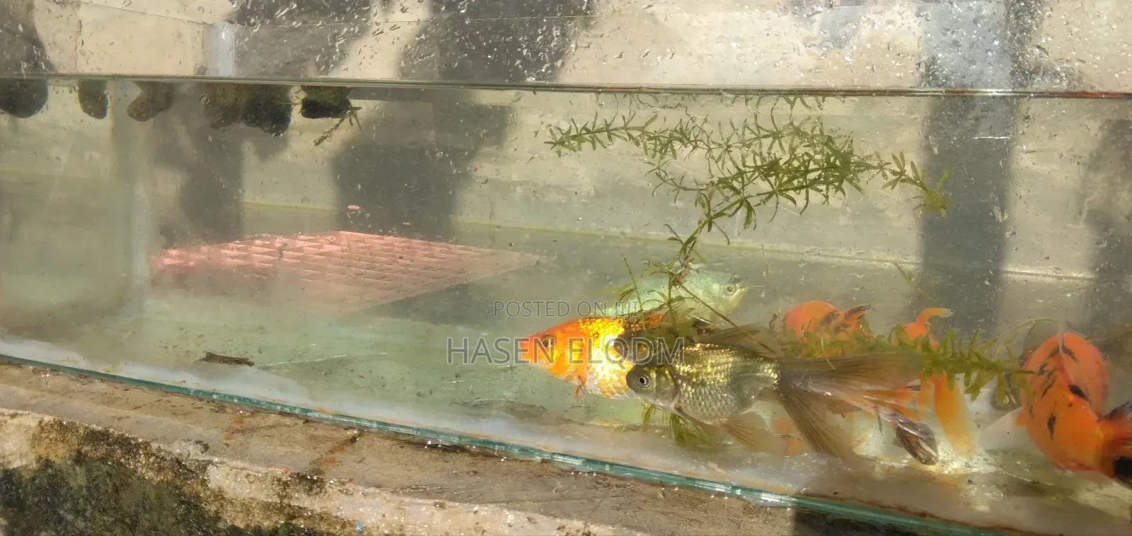 Koi Fish 5inch