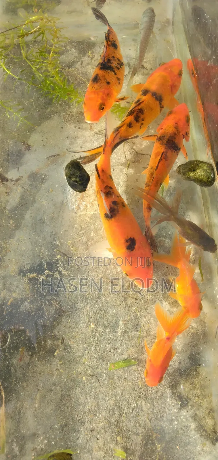 Koi Fish 5inch