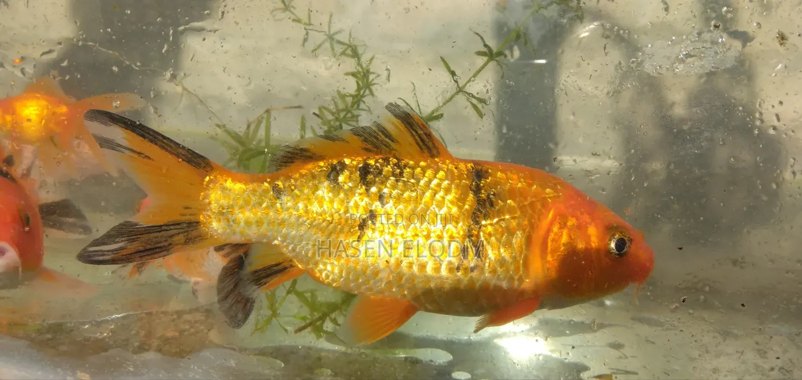 Koi Fish 5inch